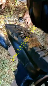 fqocmxf2fp1.jpg
