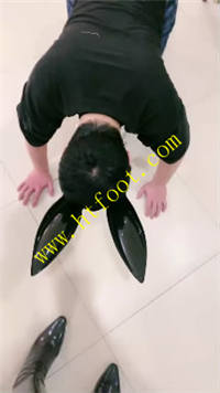 2af1f0qqtuw.jpg