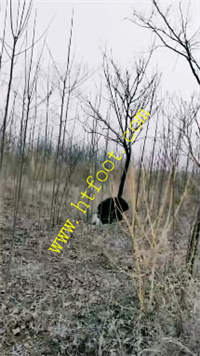 cwub5ckqo4r.jpg