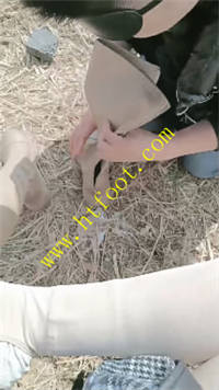 tjheiif2pcu.jpg