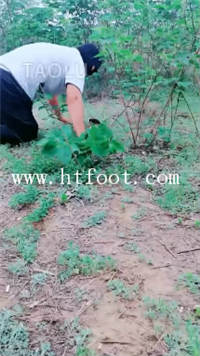 ulvoqcp5huf.jpg