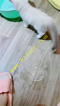 olcpnibfnjj.jpg
