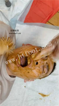 p21ahiqkjuo.jpg