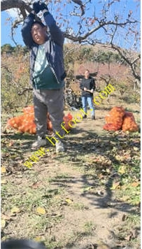 TL32831 简爱】偷果子抓到一顿爆雷61分钟