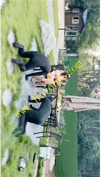 TL39737 沅芷】双狗的晚餐29分钟