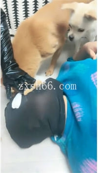 TL271棠棠殿下 贱母勾和狗抢黄金食36分钟