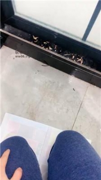 【调教视频】【胖虎】下跪伺候女友就寝 JS250116-39