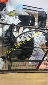 TL35392 刘二狗】阿迪达斯狂虐42分钟