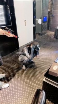 【调教视频】【电子宠物】蜘蛛侠女神的羞辱 bf56299