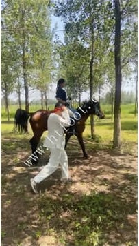 ZB8042 胖虎】主人骑马35分钟