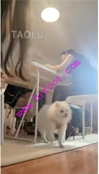 TL27316 飞扬】三女王晚餐最后圣水53分钟