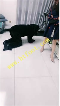 TL41471 蜜糖情侣】哇大黑狗73分钟