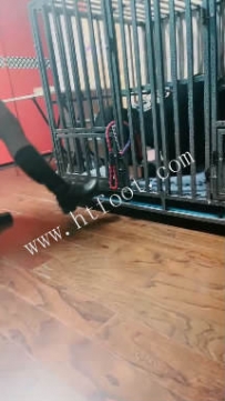TL46447 语阳】西安笼子，升水玩35分钟
