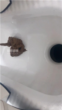 【第一视角】【灵韵】滚进来吃主人黄金    250824-14