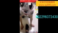 4402 可可公主--1星期的袜子调教狗狗