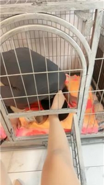 【调教视频】【伊兮夫妻】囚禁狗笼/强制圣水/暴力虐打踢踹 JS250112-61