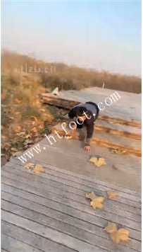 TL41962 辣姐】公园遛狗69分钟