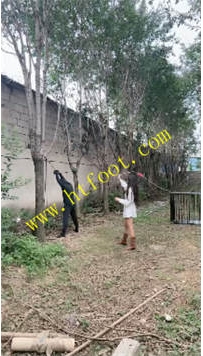 TL38591 沅芷】树林里牧羊29分钟