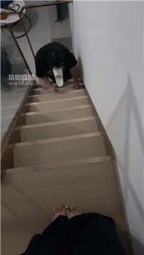 【调教视频】【爱可】偷懒睡觉的小母狗被迫伺候 JS250914-33