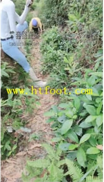 TL23954 暴力美学】白靴骑脖子长靴深喉脚耳光47分钟