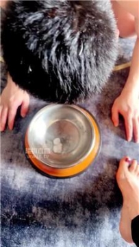 【调教视频】【短发】犬化恋足狗 JS260117-23