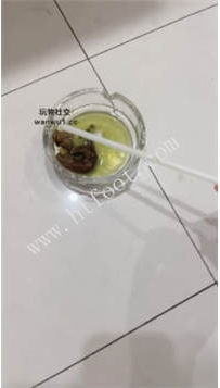 TL49323 物业素人】调教狗34分钟